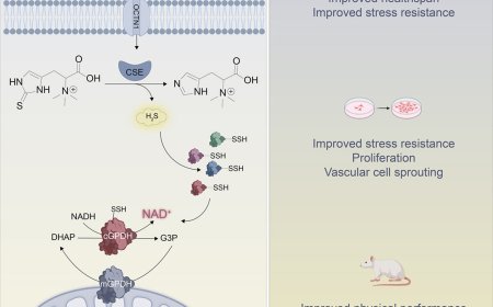 How ergothioneine improves healthspan of aged animals