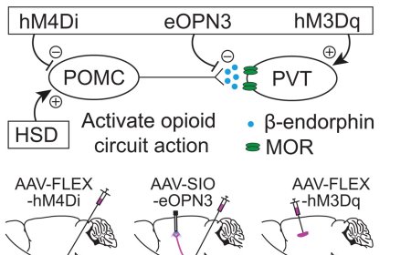 Thalamic opioids from POMC satiety neurons switch on sugar appetite