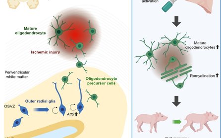 Outer radial glia promotes white matter regeneration after neonatal brain injury