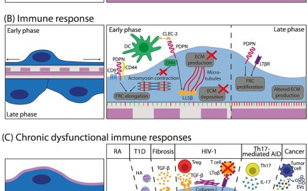 Lymph node fibroblast-produced ECM shapes immune function