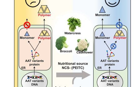 Natural products restore function in alpha-1-antitrypsin deficiency