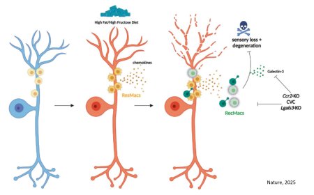 Macrophages protect against peripheral neuropathy