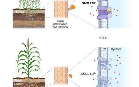 Key genes to fight against crop parasites identified!