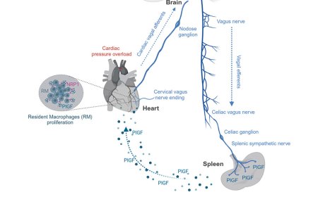 A heart-brain-spleen axis controls cardiac remodeling to hypertensive stress