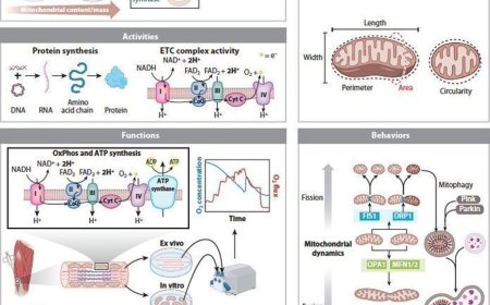 Exercise as Mitochondrial Medicine