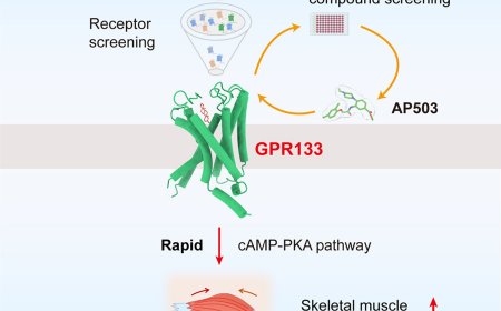 Identification, structure, and agonist design of an androgen receptor