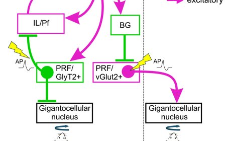 A cortico-subcortical loop for motor control