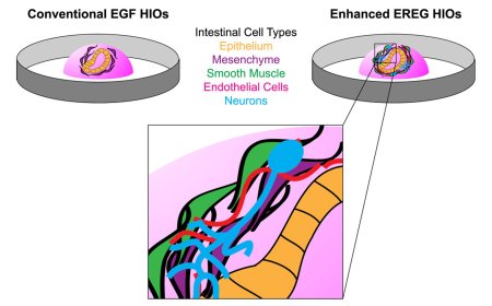 Human intestinal organoids with functional enteric neurons and vasculature