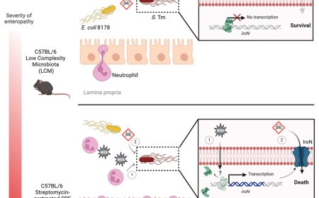Inhibiting bacterial gene translation using siRNA