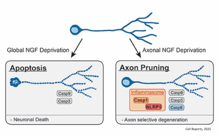 The role of  inflammasome in axon pruning