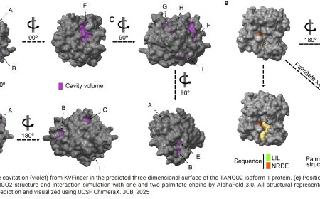 Why children with TANGO2 deficiency struggle to meet the body’s energy demand