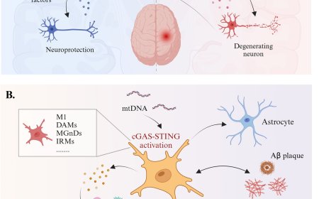 The neuroimmune nexus in Alzheimer’s disease