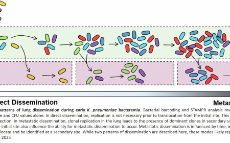 Dissemination of malaria bacteria from the lung into blood stream