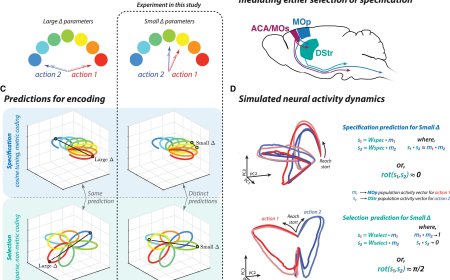 How the brain specifies movement?