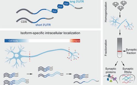 Regulating localization of synaptic proteins