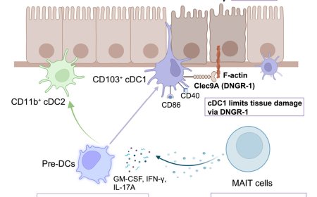 MAIT cells protect against sterile lung injury
