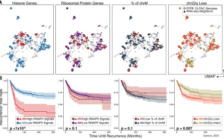 RNA polymerase II at histone genes predicts outcome in human cancer