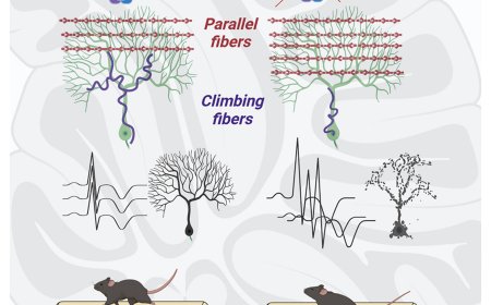 How endocytic adaptor AP-2 maintains Purkinje cell function and movement