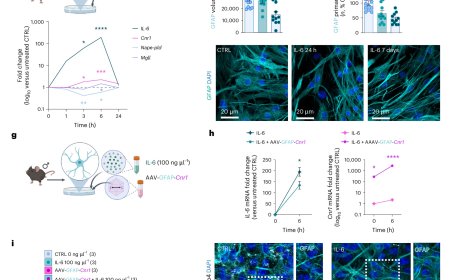 Key protein in stress resilience identified!