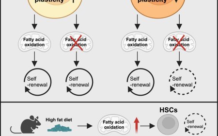 Importance of fatty acid oxidation in hematopoietic stem cells based on age and diet