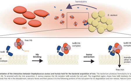Staphylococcus aureus steals’ iron from our blood during infections