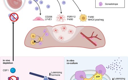 Pituitary macrophages control hormonal balance