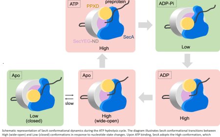Visualization of real-time protein translocation across the bacterial membrane