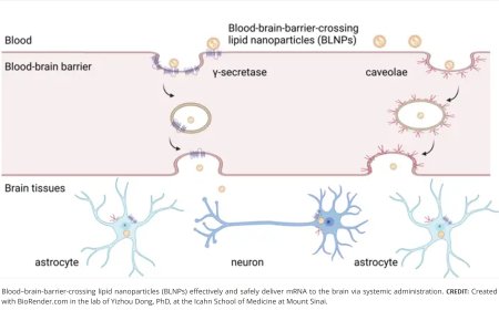New lipid nanoparticle platform delivers mRNA to the brain through the blood-brain barrier