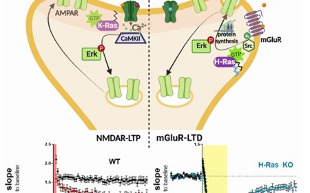 Different Ras isoforms regulate synaptic plasticity in opposite directions