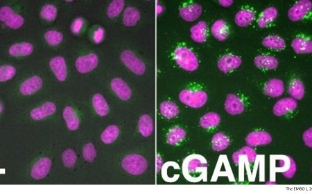 A novel biosensor for analysis of STING activation