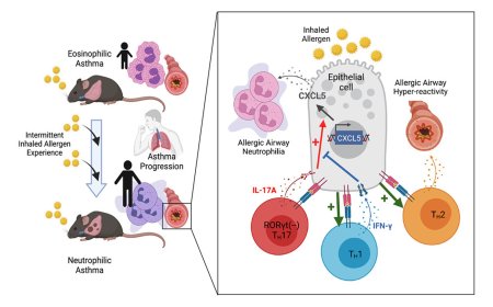 A treatment-resistant, severe type of asthma successfully modeled in mice