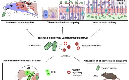 Nasal bacteria technique to deliver drugs bypassing the blood-brain barrier