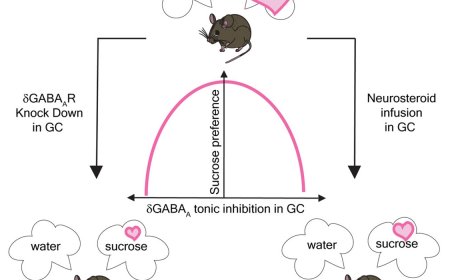 deta-GABAA receptors in adult mouse gustatory cortex control sweet preference