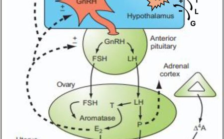 Interactions between sex hormones and neurological health