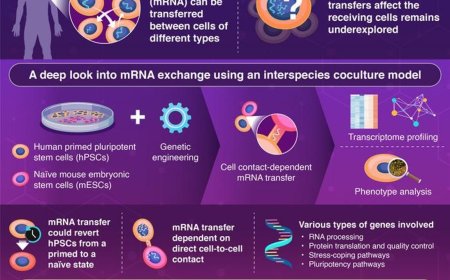 Intercellular mRNA transfer alters the human pluripotent stem cell state
