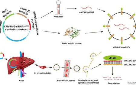 Machado–Joseph disease treatment using self-assembled siRNA