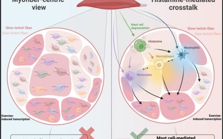 Exercise induced histaminergic crosstalk in human skeletal muscle microenvironment