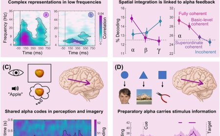 Decoding the rhythmic representation and communication of visual contents