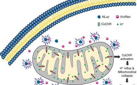 Mitochondrial-Targeted Gene Therapy for Treating Cancer