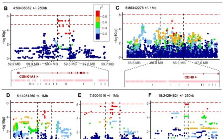 Obesity gene in dogs is also relevant to humans
