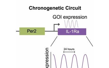 Stem cells based circadian drug delivery