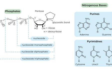 Nucleosides, Nucleotides, and Nucleic Acids