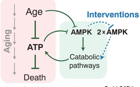 Gene circuits for longevity