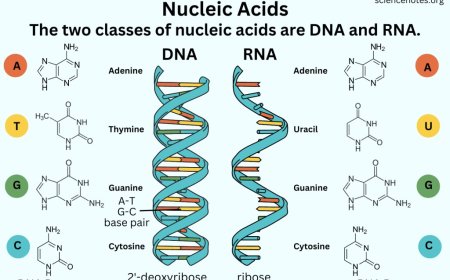 Nucleic acids