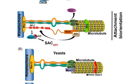 Mps1 kinase functions in mitotic spindle assembly and error correction