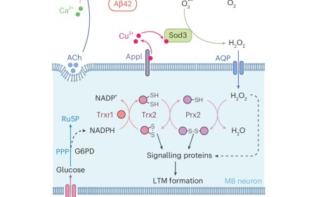 Astrocyte-to-neuron H2O2 signalling in long term memory formation