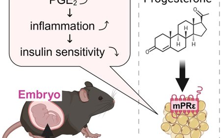 Progesterone regulates pregnancy and embryonic glucose metabolism