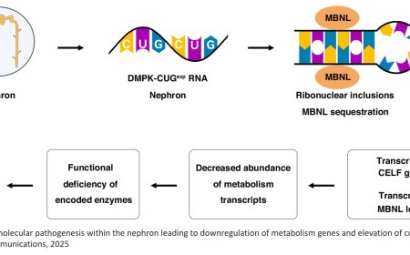 Disordered renal metabolism in myotonic dystrophy type 1