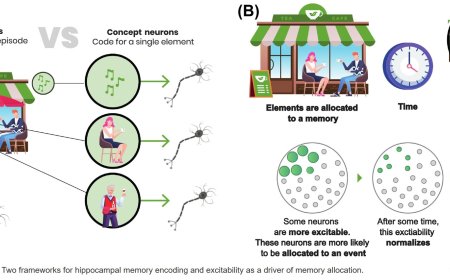 How memories are encoded in human hippocampal neurons?