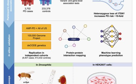 ITSN1 gene linked to substantial risk of Parkinson’s disease
